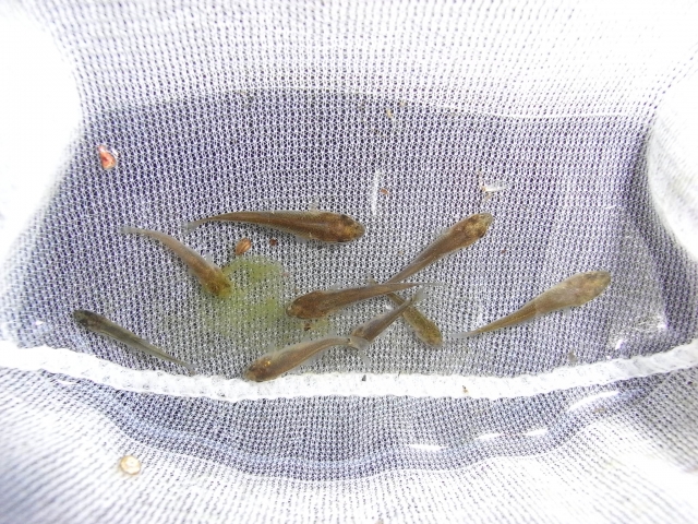 白い網の中に入った複数のメダカの俯瞰写真