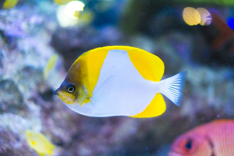 黄色と白の体が特徴的な海水魚のチョウチョウウオの仲間