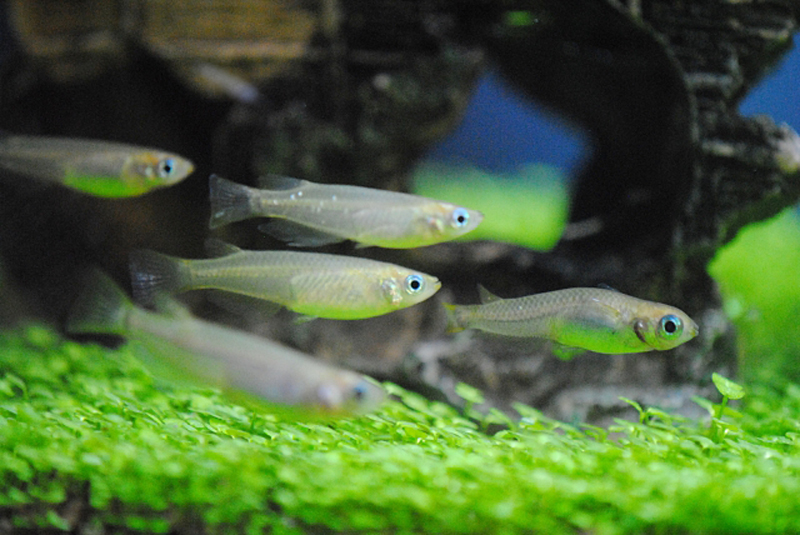 水草の上を泳ぐメダカと背景の流木風オブジェ