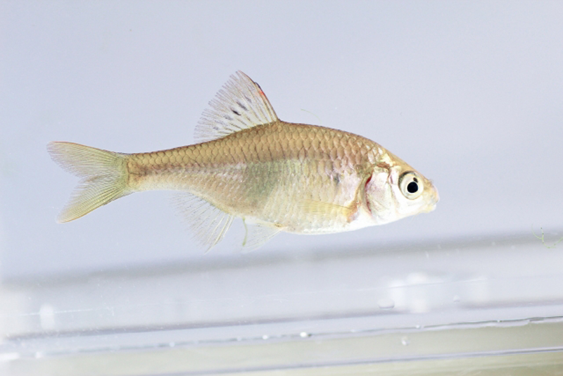 白い背景の水槽内を泳ぐ淡水魚のタナゴの仲間