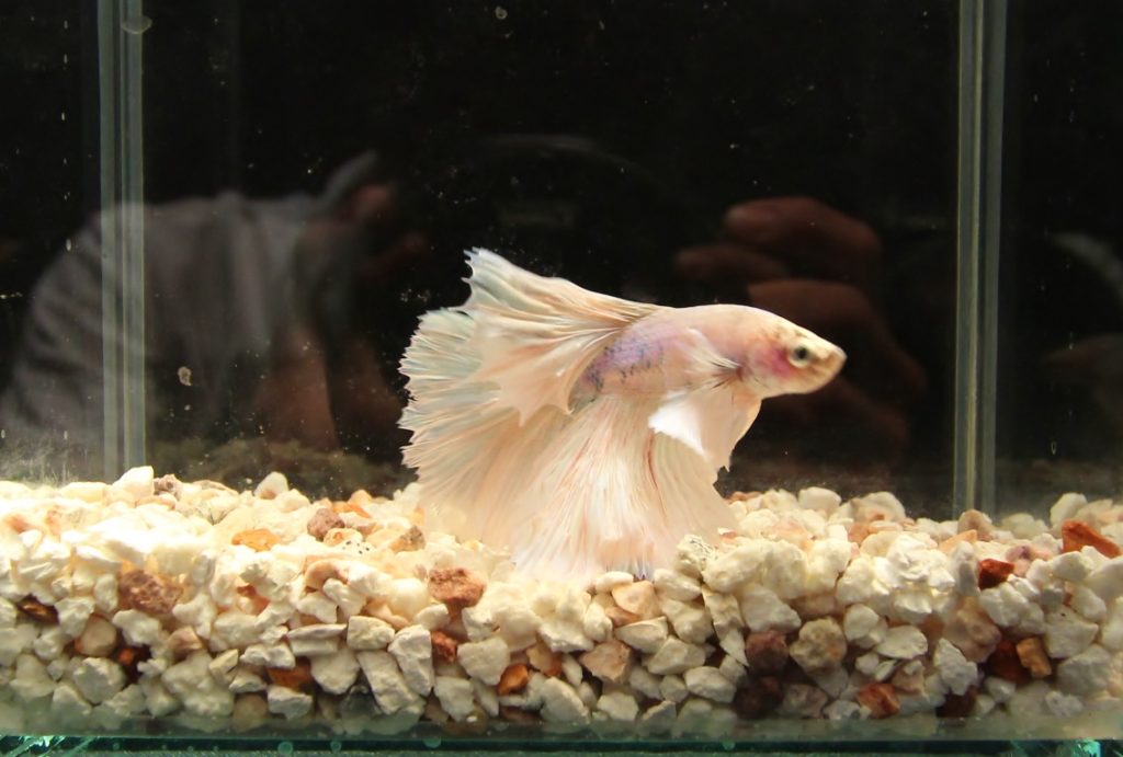 白い砂利の水槽で泳ぐ淡いピンク色のベタの仲間