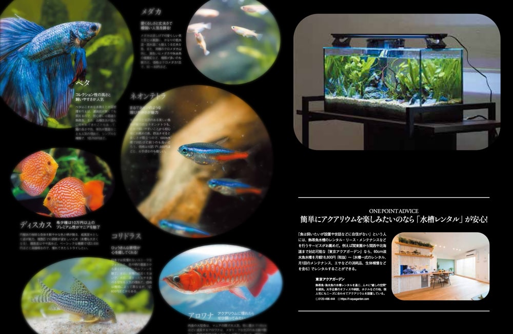ベタやネオンテトラの仲間と水槽レンタルの紹介画像