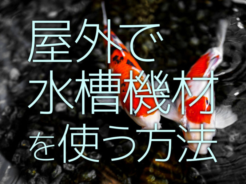 屋外で水槽機材を使う方法の文字と泳ぐ錦鯉の見出し画像