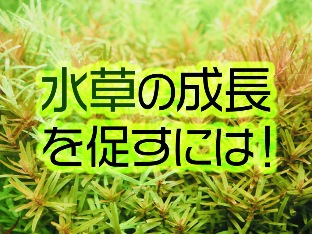 水草の成長を促す方法！照明・液肥などを使っても枯れる理由と対策のサムネイル画像