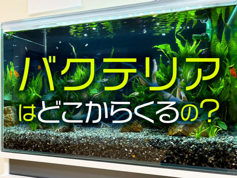 バクテリアはどこからくるの？の文字入り水槽画像