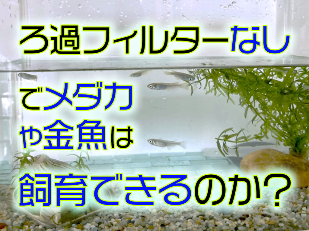 メダカや金魚飼育にフィルターは不要か?フィルター無しでも良い条件のサムネイル画像