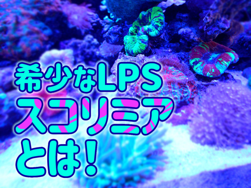 スコリミアとは!希少で美しいハードコーラル!特徴や飼育環境を紹介のサムネイル画像