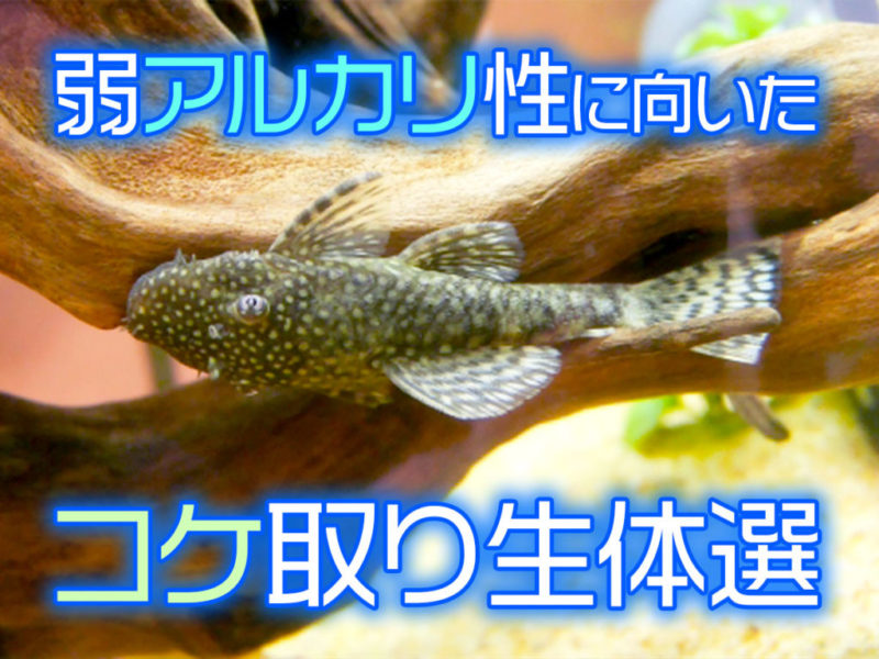弱アルカリ性に向いたコケ取り生体選の見出し画像