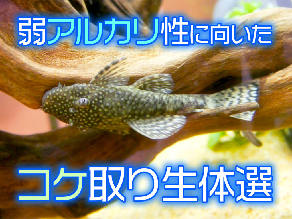 弱アルカリ性水槽のコケ取り生体8選！pHが高い水槽におすすめの対策！のサムネイル画像