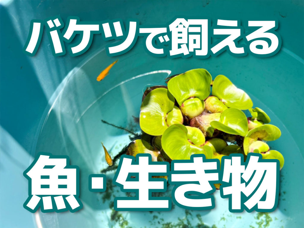 バケツで飼育できる水生生物7選！バケツ飼育のポイントも解説します