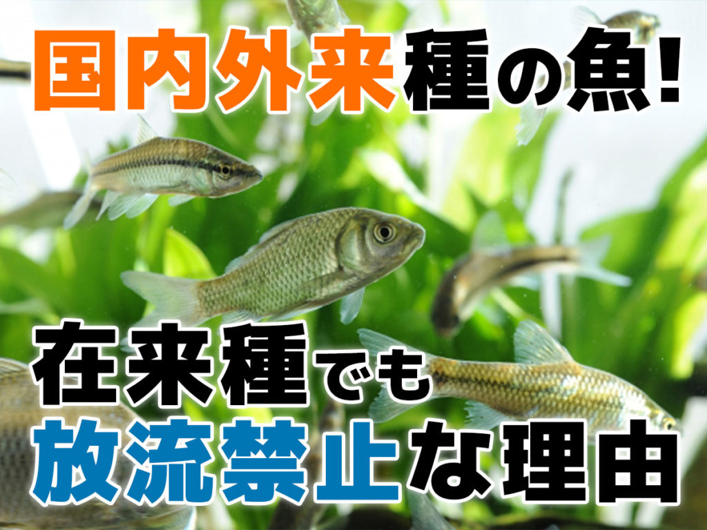 国内外来種の魚とは！在来種でも放流禁止な理由と注意したい魚種を紹介のサムネイル画像