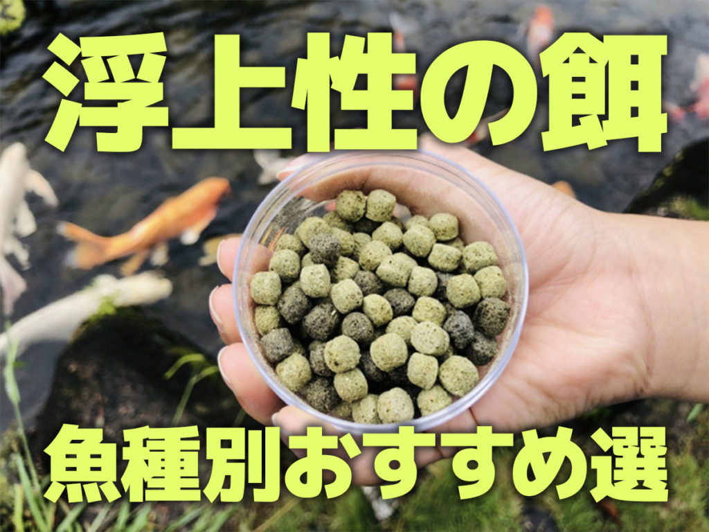 浮上性の餌・魚種別おすすめ10選!浮く餌のメリットとデメリットも解説のサムネイル画像