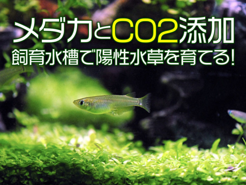 メダカとCO2添加飼育水槽で陽性水草を育てるの見出し画像