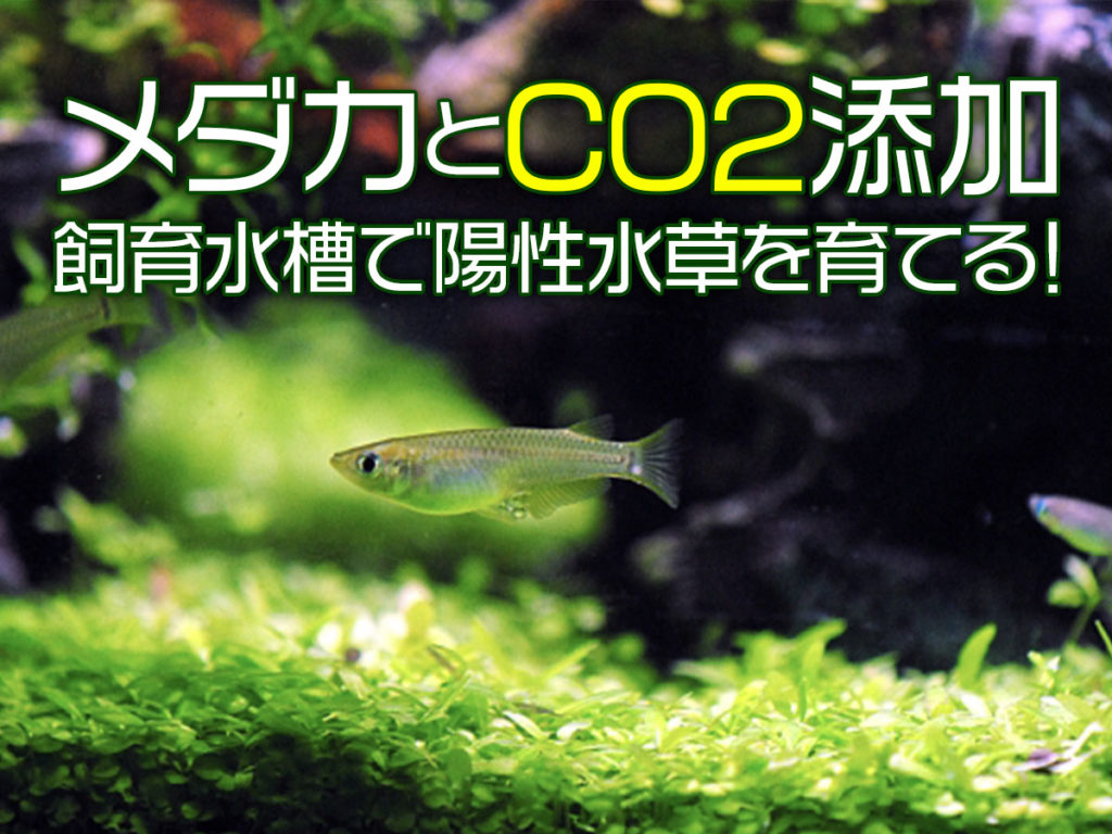 メダカとCO2添加！メダカ水槽で陽性水草を楽しむ！おすすめ種類も紹介