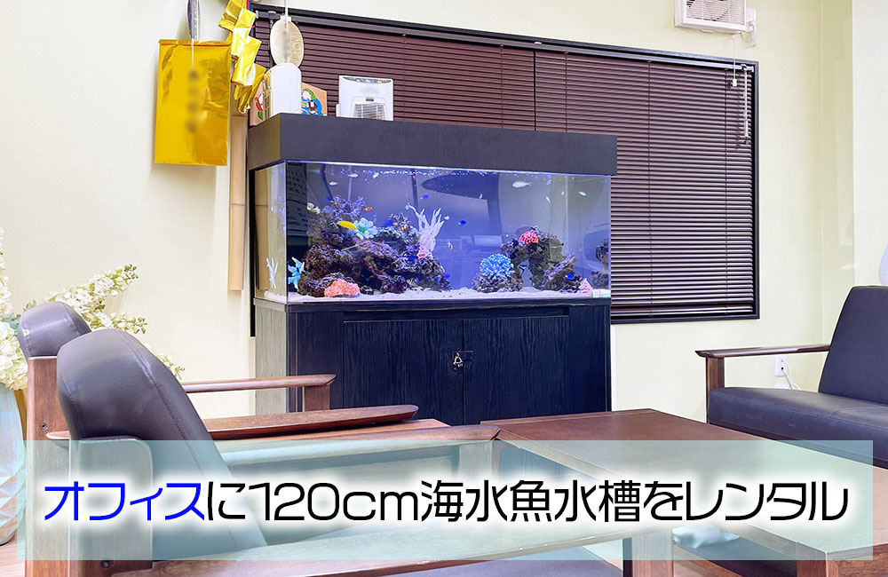 企業様の応接スペースに水槽レンタル！ブルートーンの120cm海水魚水槽