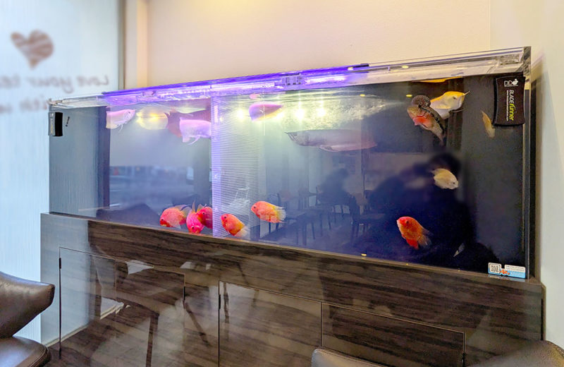 歯科様のアロワナ水槽!190cm肉食魚水槽その後の様子 水槽画像3