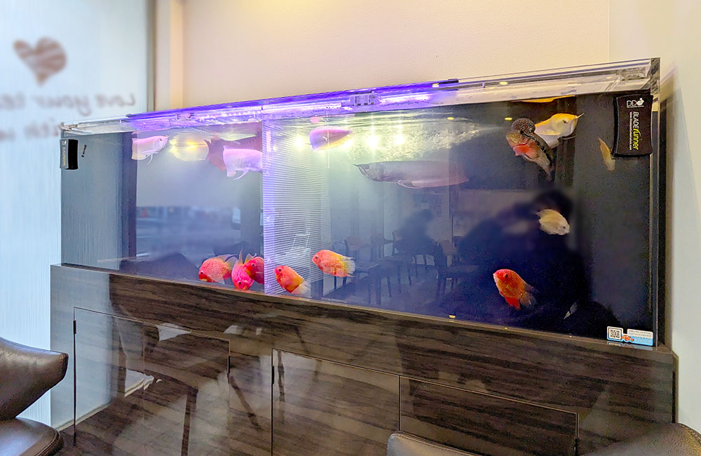 アロワナや赤い熱帯魚が泳ぐ大型のオーバーフロー水槽