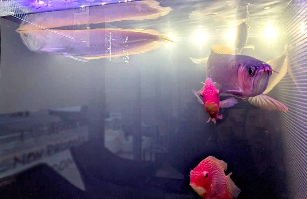 アロワナと赤い大型熱帯魚が泳ぐ水槽の正面写真