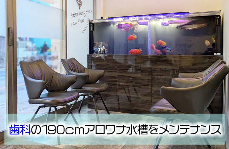 歯科様のアロワナ水槽!190cm肉食魚水槽その後の様子 水槽画像1