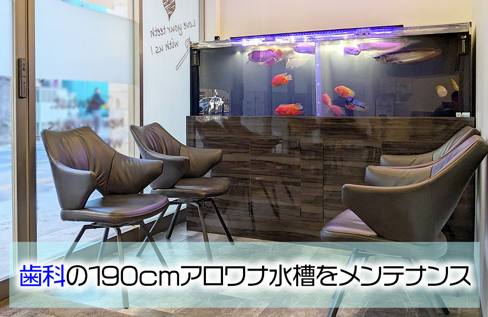 歯科の190cmアロワナ水槽をメンテナンスの見出し画像