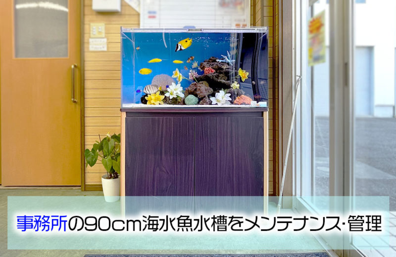 事務所の90cm海水水槽・その後の様子!いきいきと育つ海水魚たち 水槽画像1