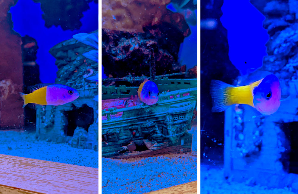 沈没船のオブジェと紫と黄色の海水魚の三分割写真