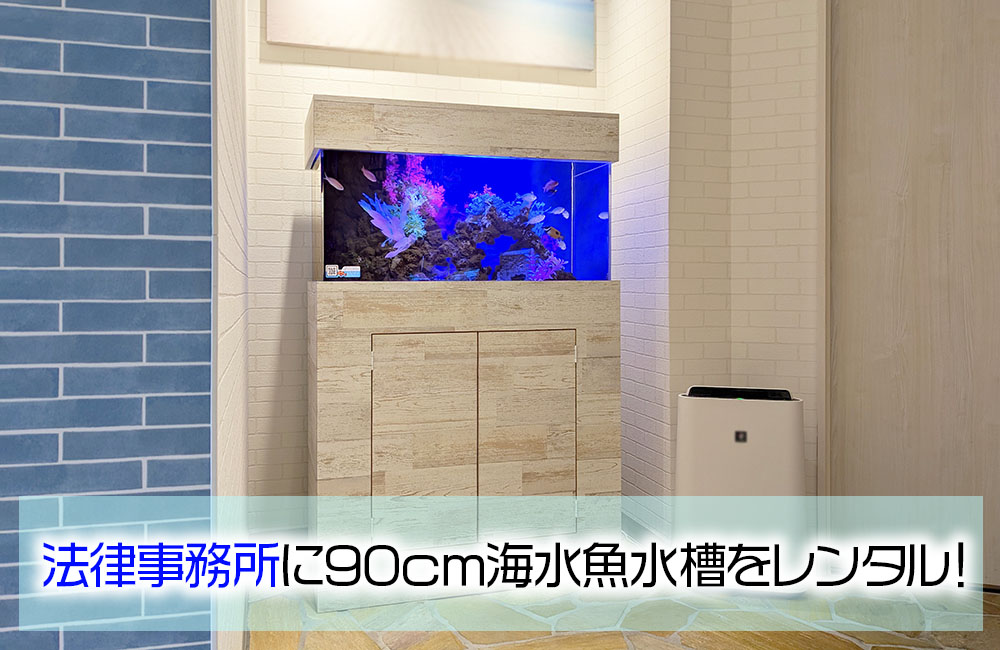 豊和法律事務所様の90cm海水魚水槽・その後の様子！バイカラードティバックがお出迎え
