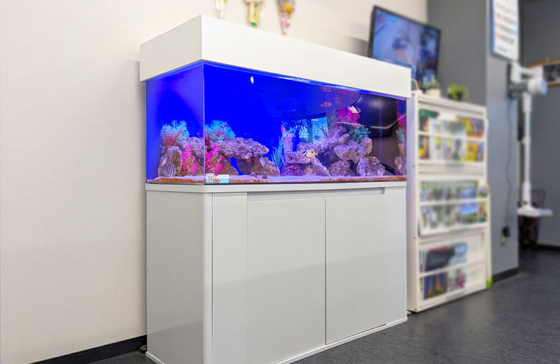 企業様の事務所に水槽レンタル!120cm海水魚水槽・その後 水槽画像4