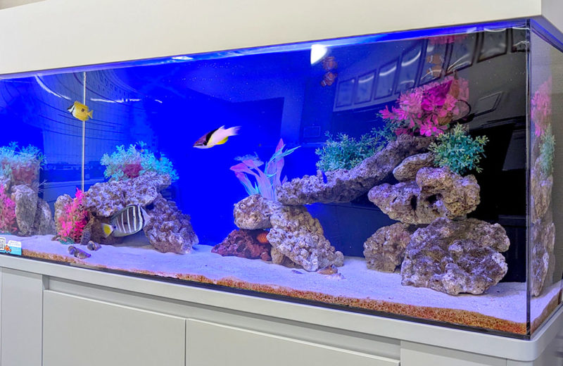 企業様の事務所に水槽レンタル!120cm海水魚水槽・その後 水槽画像3