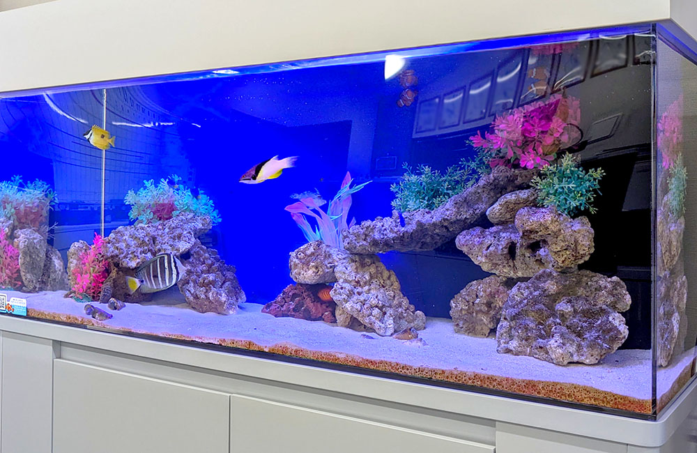 青い照明の海水魚水槽と岩組みに泳ぐ熱帯魚の風景