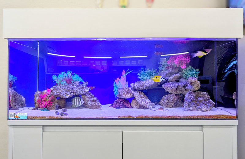 企業様の事務所に水槽レンタル!120cm海水魚水槽・その後 水槽画像2