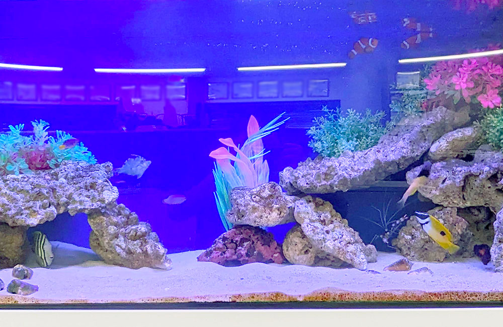青い照明の海水魚水槽と岩組みのレイアウト