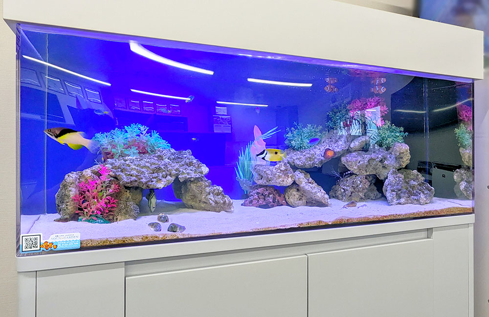 青い照明に照らされた海水魚水槽と白い水槽台