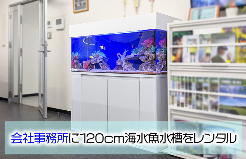 企業様の事務所に水槽レンタル!120cm海水魚水槽・その後 水槽画像1