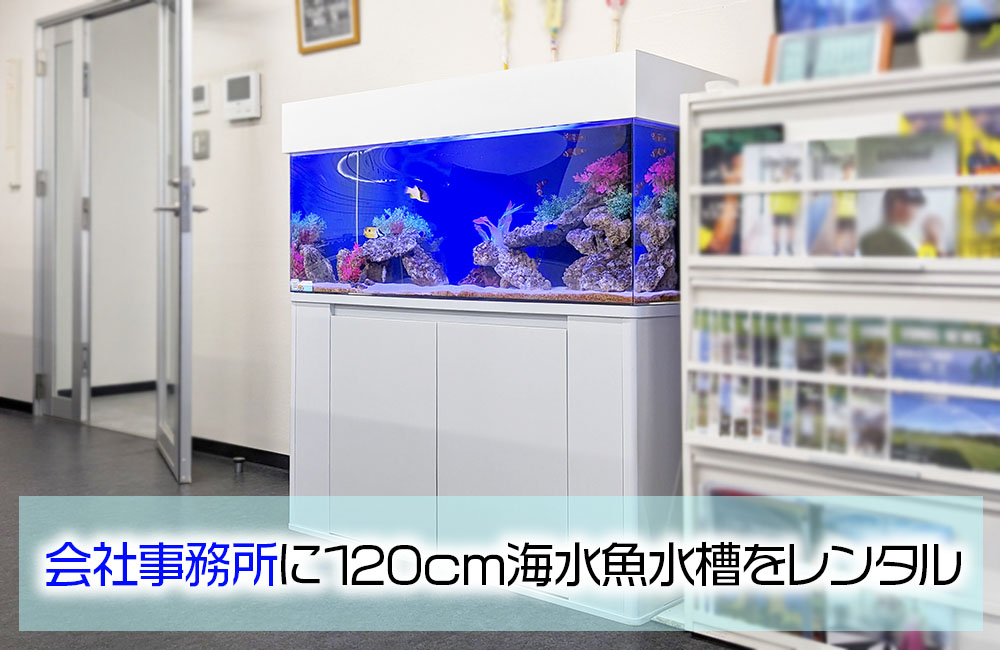企業様の事務所に水槽レンタル！120cm海水魚水槽・その後のサムネイル画像