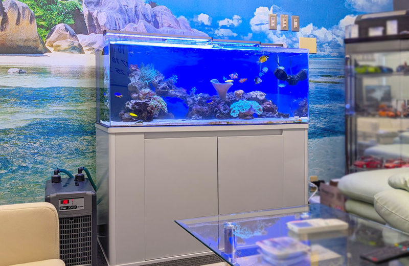 企業様のサンゴ水槽!その後の様子!120cm水槽で海の世界を再現 水槽画像5