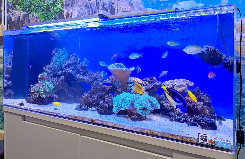青い照明の海水魚水槽と泳ぐナンヨウハギやサンゴの岩組み