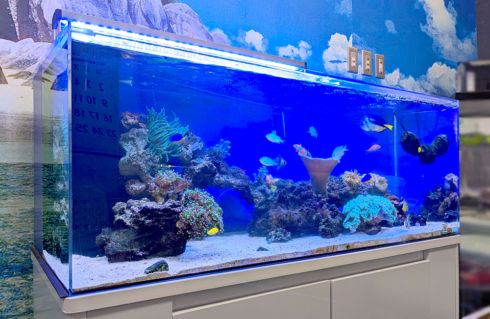 サンゴと海水魚が泳ぐ大型の海水魚水槽の全景