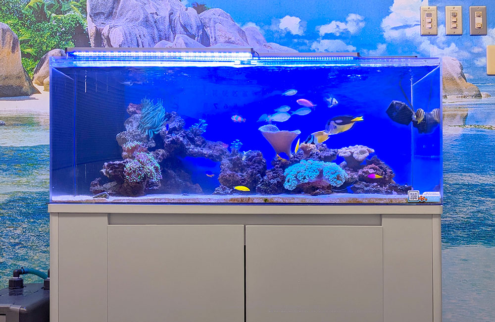 海水魚とサンゴが泳ぐ大型のオーバーフロー水槽