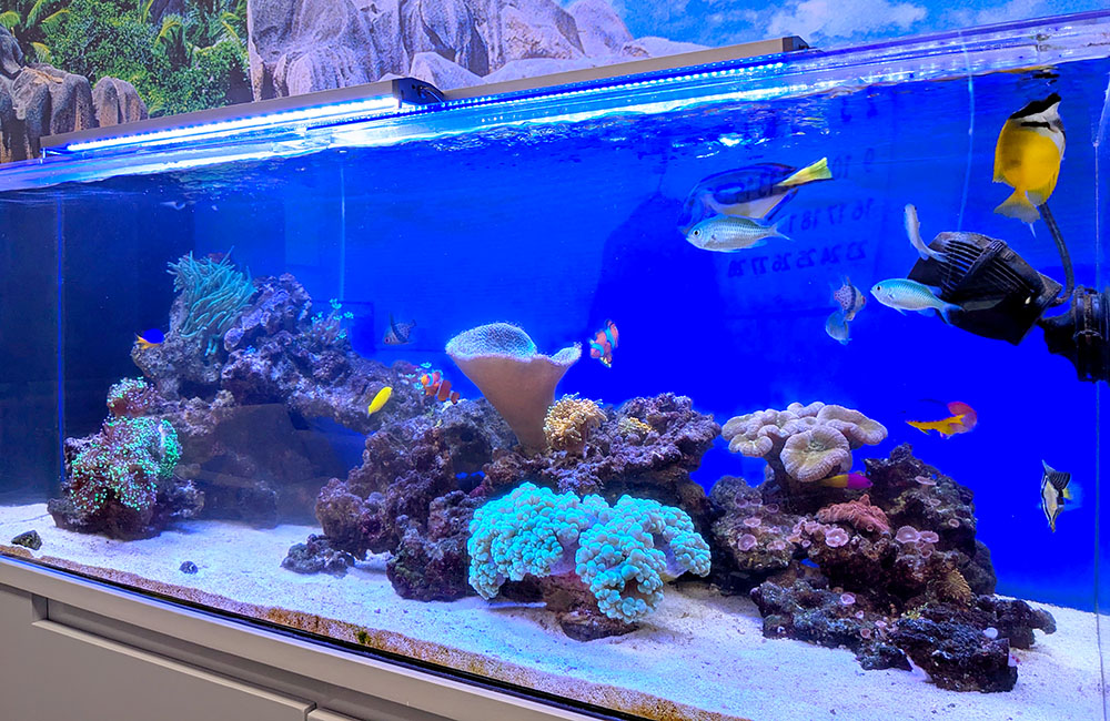 サンゴと海水魚が泳ぐ青い照明の大型海水水槽