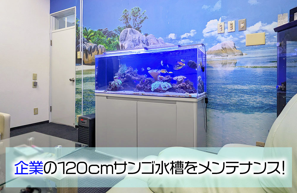 企業様のサンゴ水槽!その後の様子!120cm水槽で海の世界を再現