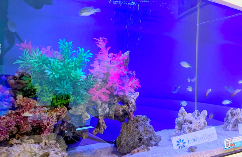 歯科様に60cm海水魚水槽をレンタル・メンテナンス!ミドリフグが泳ぎます 水槽画像3