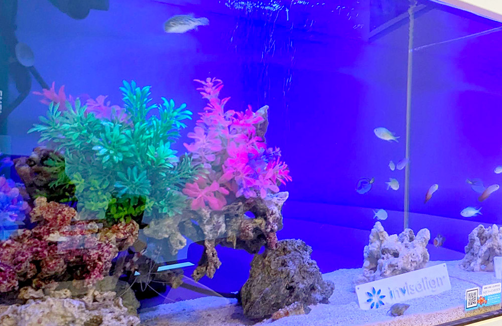 青い照明の水槽と人工水草や海水魚のレイアウト