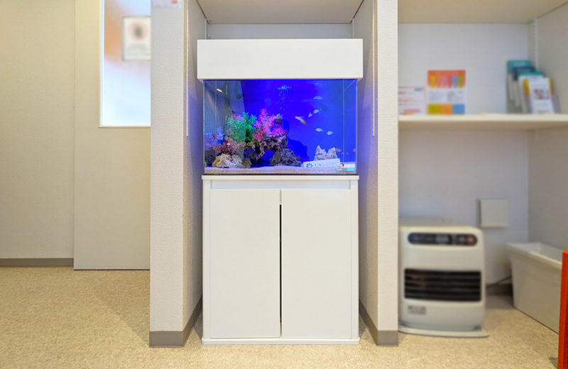 歯科様に60cm海水魚水槽をレンタル・メンテナンス!ミドリフグが泳ぎます 水槽画像2