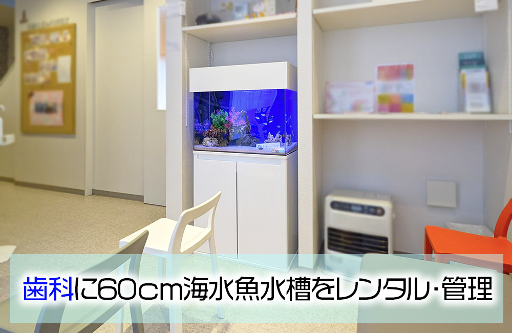 歯科様に60cm海水魚水槽をレンタル・メンテナンス！ミドリフグが泳ぎます