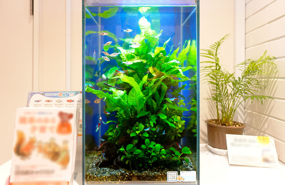 卓上アレンジメントのような水草水槽（のびのびとした水草）