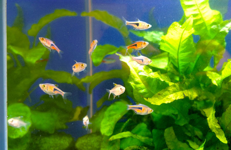 クリニック様の30cmハイタイプ淡水水槽!高さのあるレイアウトが魅力的 水槽画像4