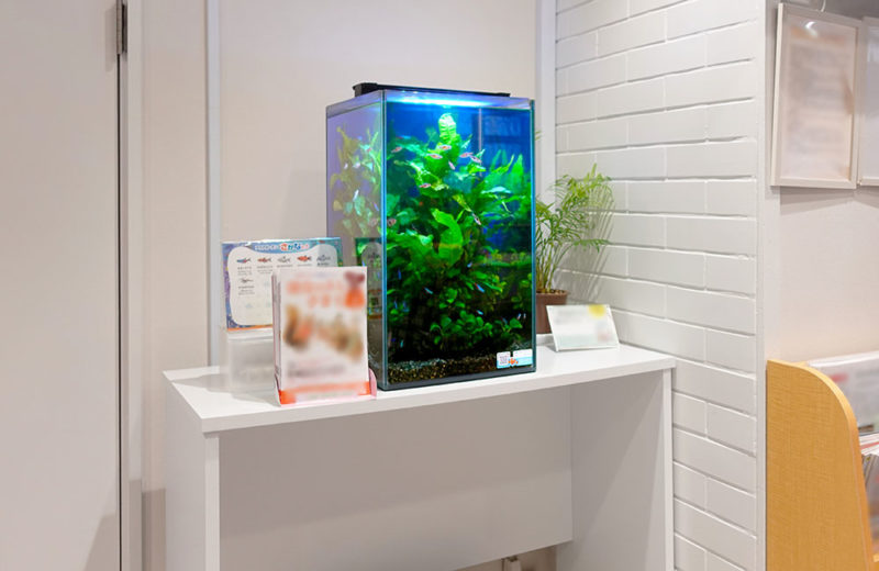 クリニック様の30cmハイタイプ淡水水槽!高さのあるレイアウトが魅力的 水槽画像2
