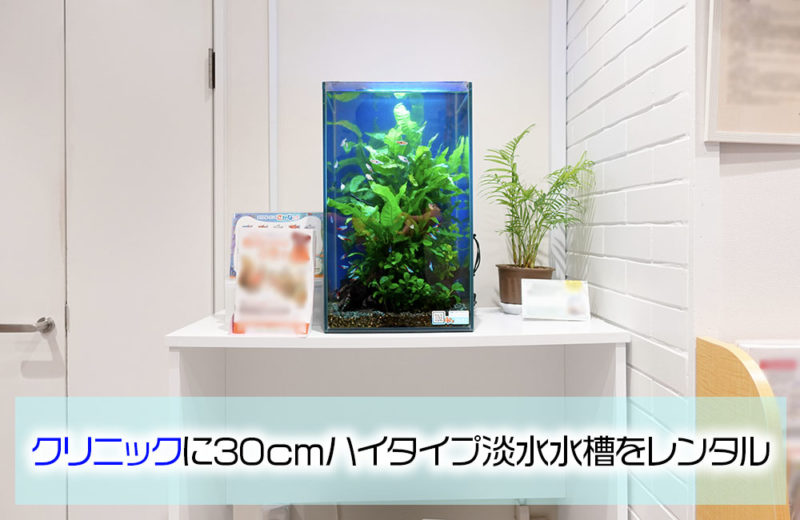 クリニック様の30cmハイタイプ淡水水槽!高さのあるレイアウトが魅力的 水槽画像1