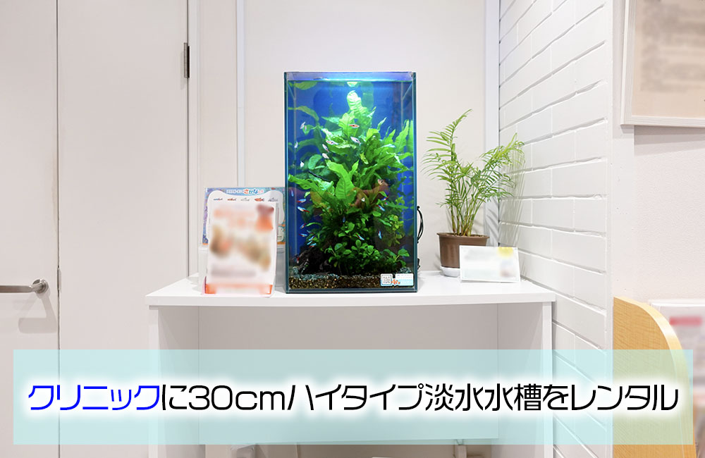 クリニック様の30cmハイタイプ淡水水槽！高さのあるレイアウトが魅力的